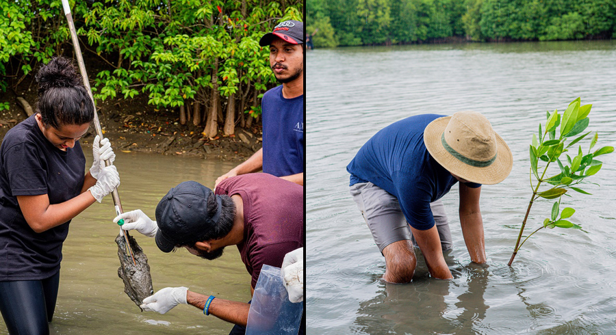 Norlanka and University of Kelaniya takes the lead in Mangrove Conservation efforts Carbon Neutralization