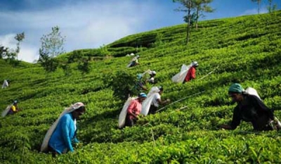 Planters sound alarm as a lack of weedicides strangles sustainability in Sri Lanka’s tea estates