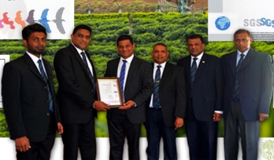 Talawakelle Tea Estates’ Great Western Estate secures ISO accreditation for environment and quality management