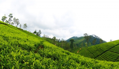 Bogawantalawa – World’s first tea company to achieve Carbon Neutral Certification