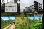 Diyagama West Estate and Its Timeless Legacy of Tea Innovation and Sustainability