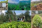 Telbedde Estate blends tradition and excellence in Uva’s tea highlands
