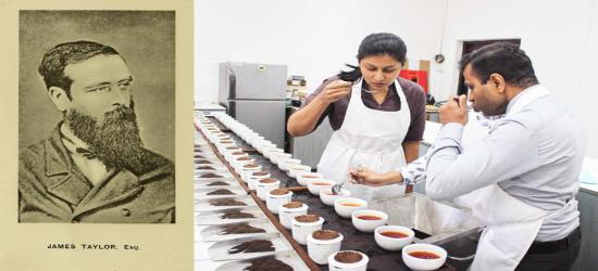 Sri Lanka’s Liquid Gold : The Evolving Story of Pure Ceylon Tea