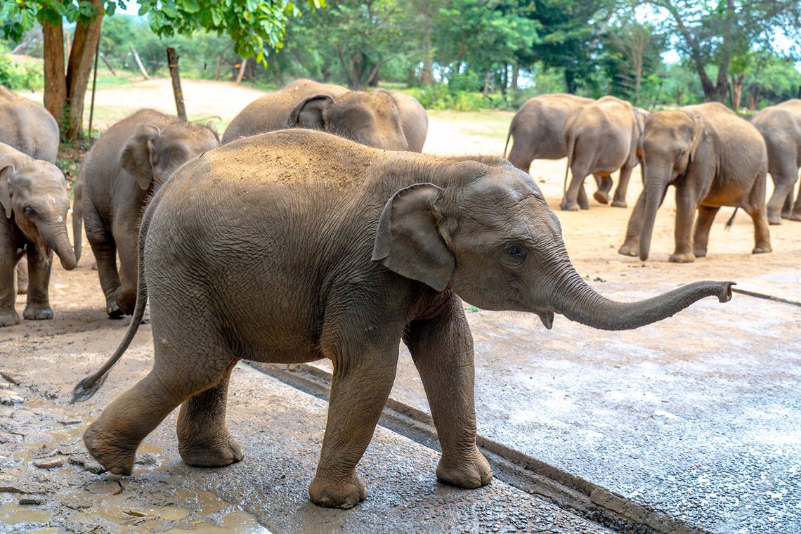 World Wildlife Day 2026 : From Rescue to Rewilding, Kalo’s Journey Continues