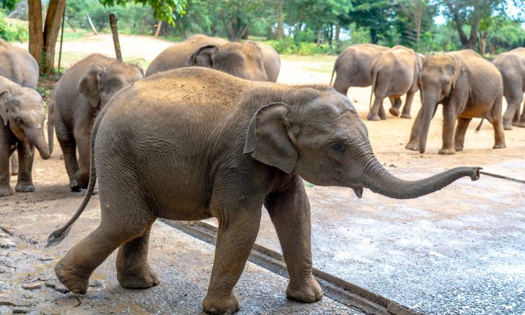 World Wildlife Day 2026 : From Rescue to Rewilding, Kalo’s Journey Continues