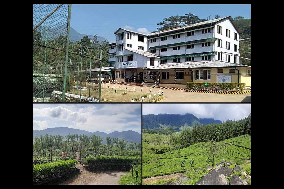 Kenilworth Estate Crafting premium Ceylon tea through innovation and heritage