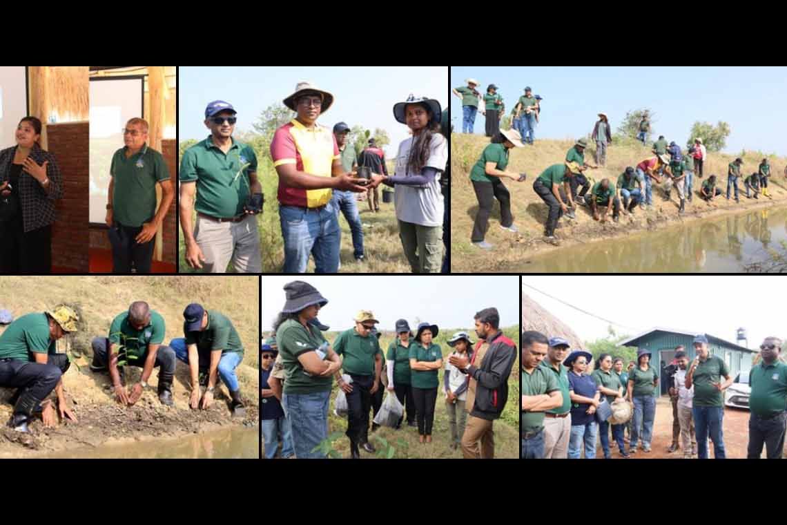 SLT-MOBITEL and Battle of the Maroons Play for the Planet by restoring Anawilundawa’s mangrove ecosystems