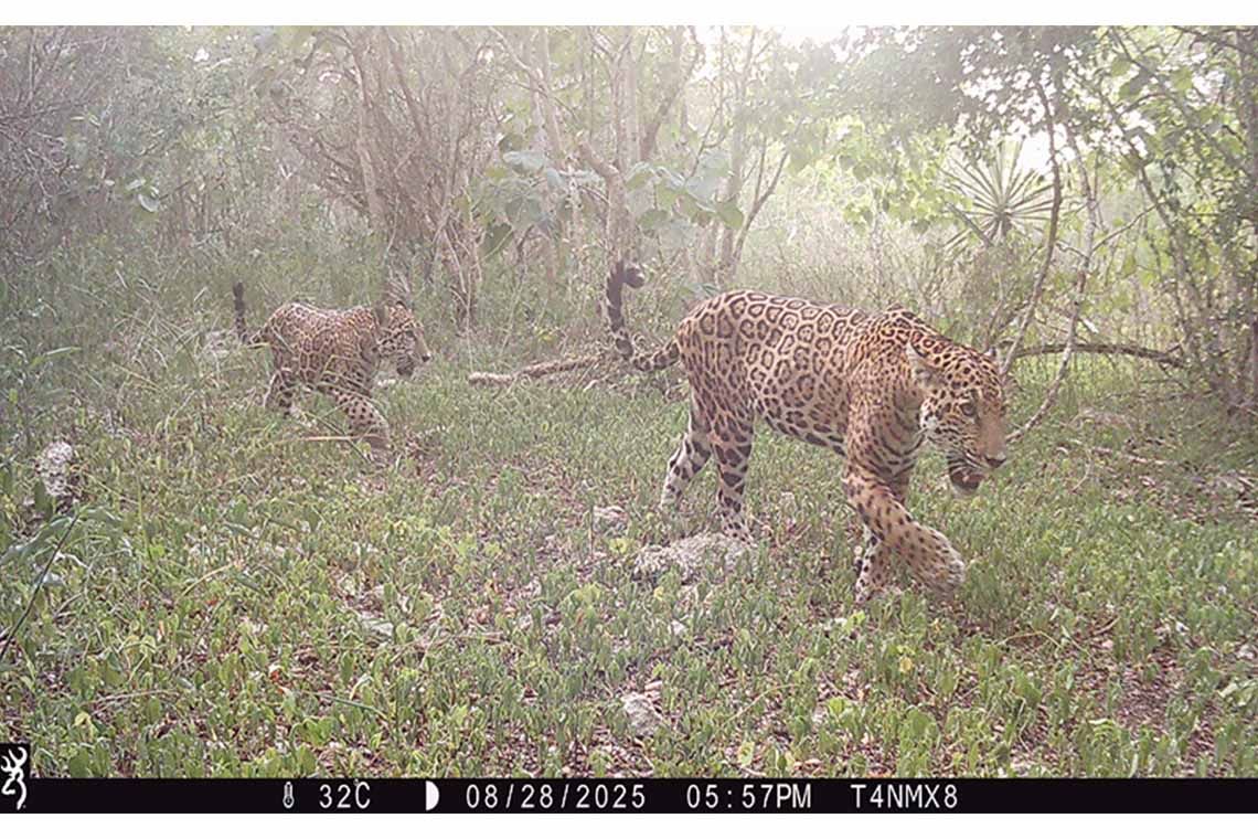 Huawei and Partners Receive GSMA Global Mobile LATAM Award for Tech4Nature Mexico Project to Protect Jaguars