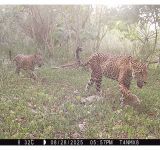 Huawei and Partners Receive GSMA Global Mobile LATAM Award for Tech4Nature Mexico Project to Protect Jaguars