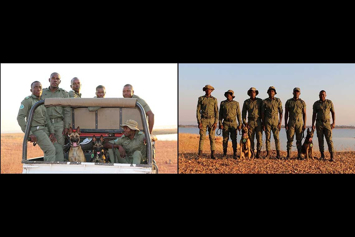 K9 unit flown by Emirates SkyCargo to Zimbabwe begins frontline operations