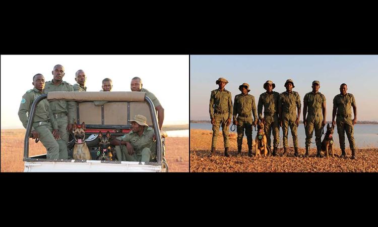 K9 unit flown by Emirates SkyCargo to Zimbabwe begins frontline operations