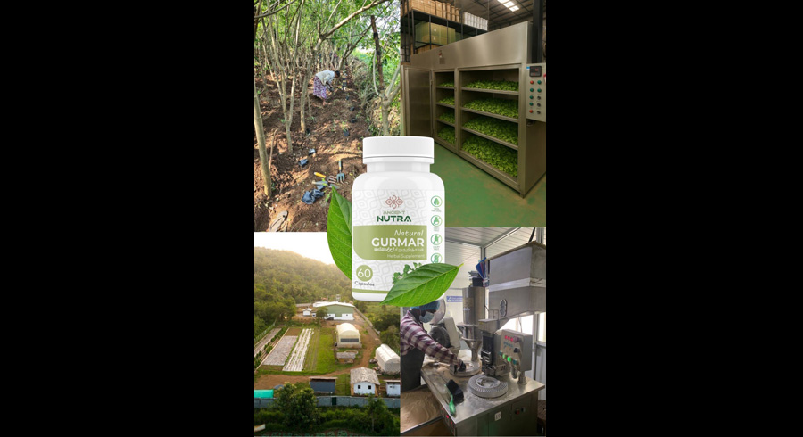 Masbedda Gurmar Show Promising Results in Reducing Blood Sugar Study by Ancient Nutraceuticals in Nalanda