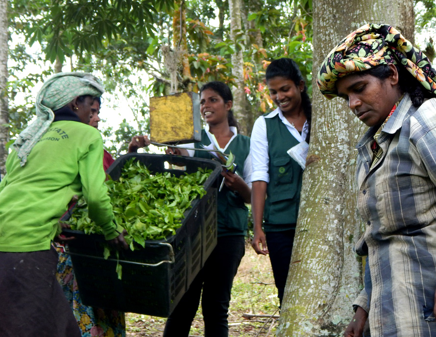 Female Field Officers making strides in the plantation industry