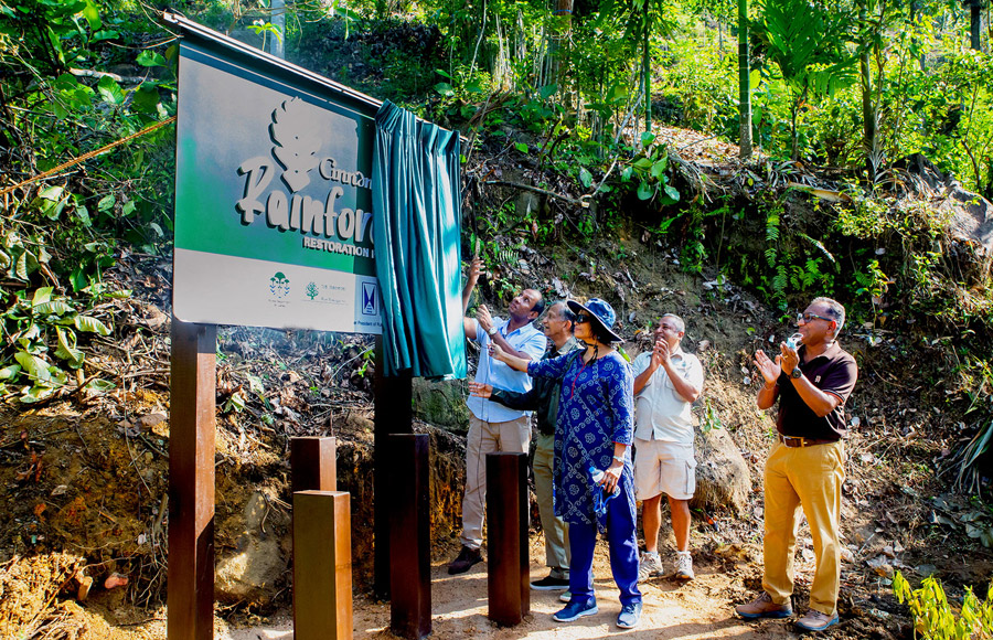 Cinnamon Rainforest Restoration Project