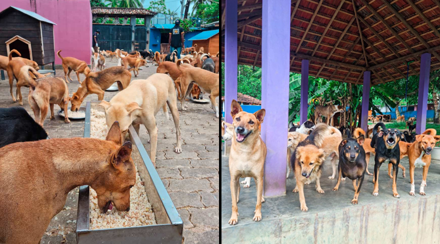 Animal SOS Sri Lanka becomes the first animal welfare charity to join Daraz Donates