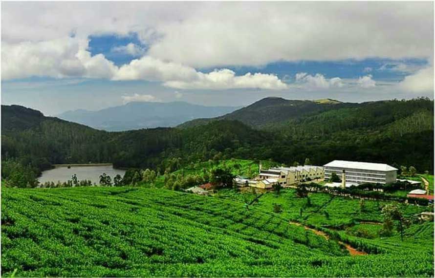 Hayleys Plantations bags top 10 ranks at Tea Auction for Western High Grown Tea