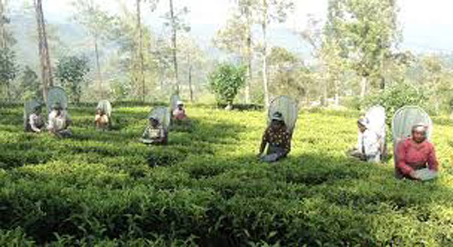 businesscafe PA urges all stakeholders to work towards a fair deal for Ceylon Tea