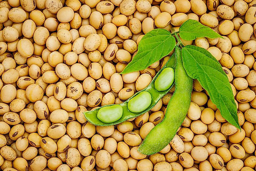 Exploring the unique medicinal nutritional properties of the power packed Soy Bean