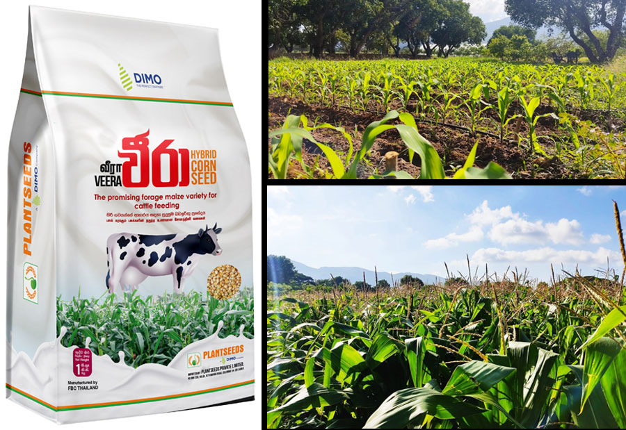 DIMO Plantseeds introduces Veera to further uplift the Dairy Industry in Sri Lanka