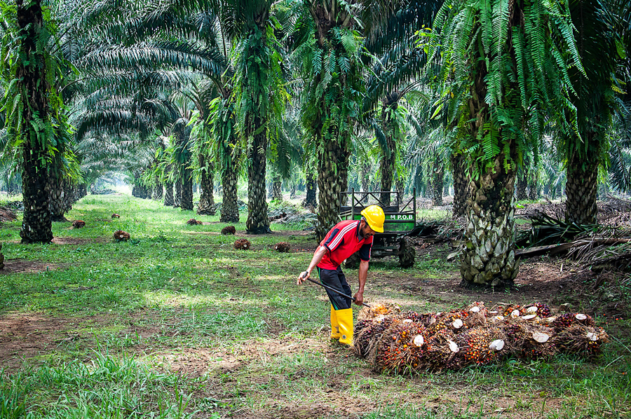 Saying Yes to Palm Oil is Saying Yes to Sustainable Growth and Prosperity