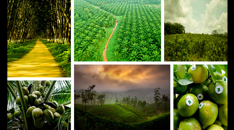 Horana Plantations exploring the frontiers of true diversity in the plantation industry