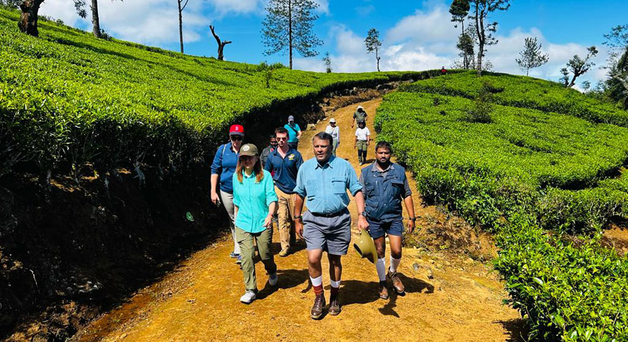 US Ambassador visits Hayleys Plantations Pedro Tea Estate gains insights on innovation industry challenges and future prospects