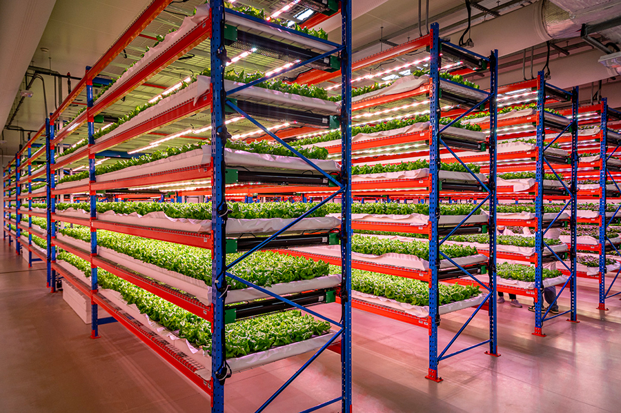 Emirates Flight Catering fully acquires Bustanica the world s largest indoor vertical farm