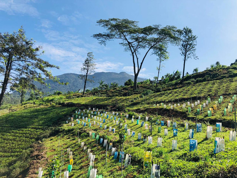 Great Western Estate Tea Image 1