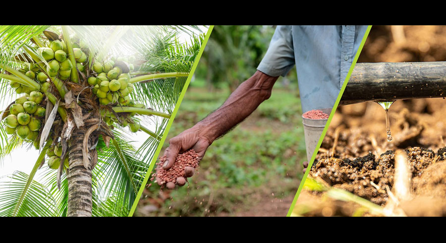 Effective Solutions for Enhancing Coconut Harvests from DIMO Agribusinesses