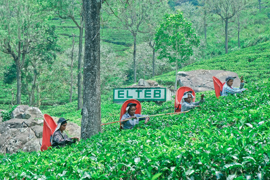 El Teb Estate A timeless icon of Sri Lanka s tea legacy