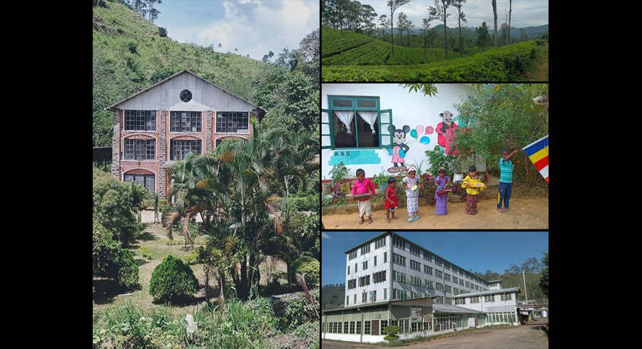 A Journey Through Demodera Estates Tea and Heritage