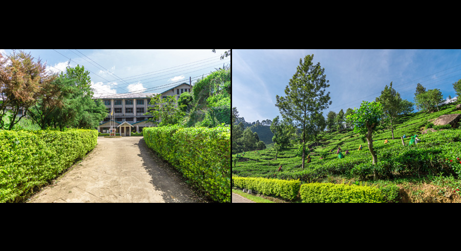 Dunsinane Estate Leading the Way in Tea Tradition and Sustainability