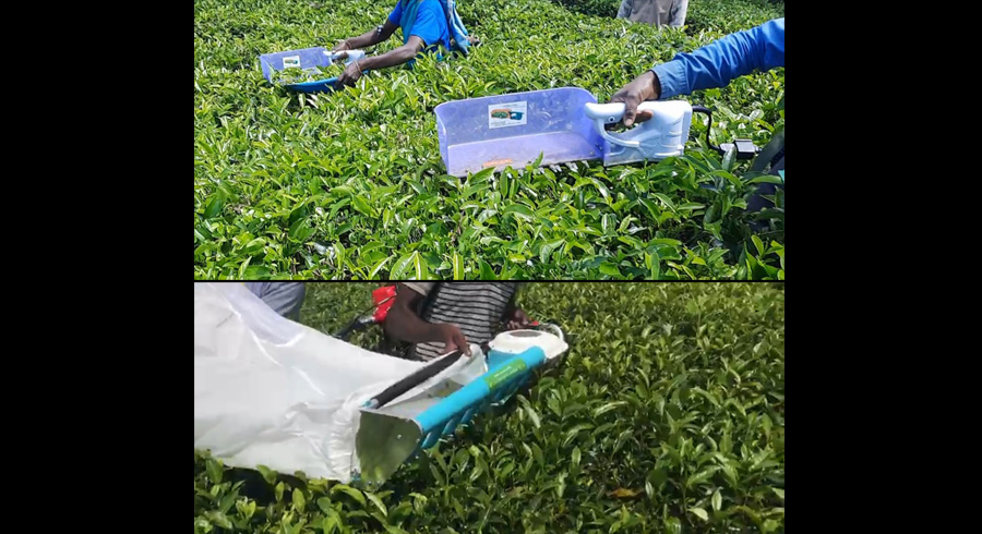 How Mechanization is Slashing Costs and Boosting Yields at Agarapatana Plantations