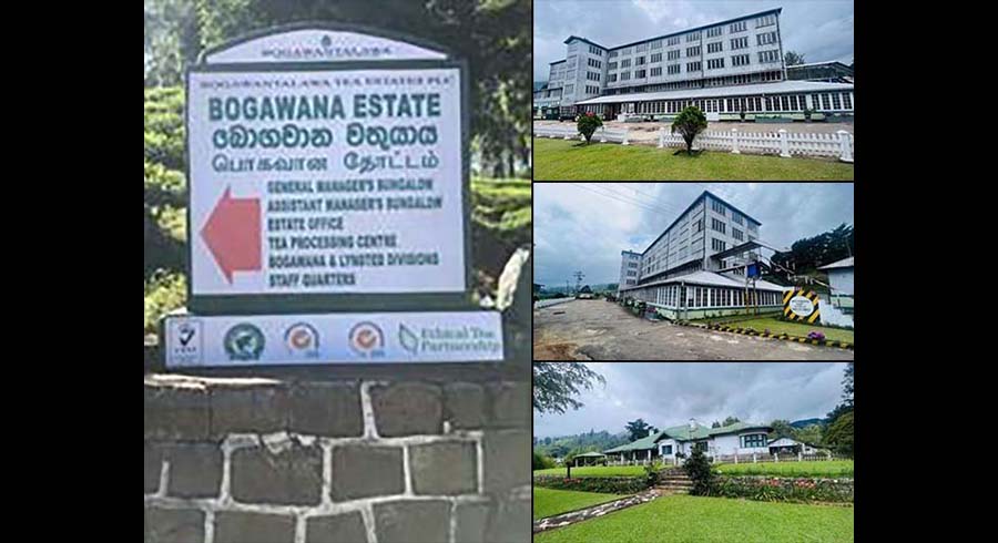 From Golden Valleys to Green Futures The Journey of Bogawana Estate