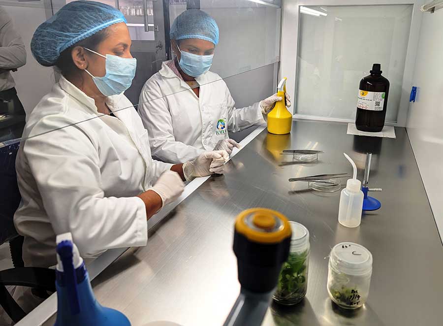 Lotus Group opens Sri Lankas first export based private tissue culture laboratory in Nikaweratiya Image