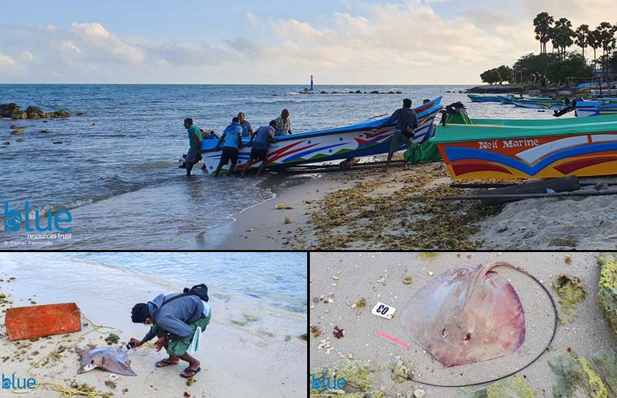 businesscafe Assessing the critical habitats of sharks and rays around Jaffna by Daniel Fernando