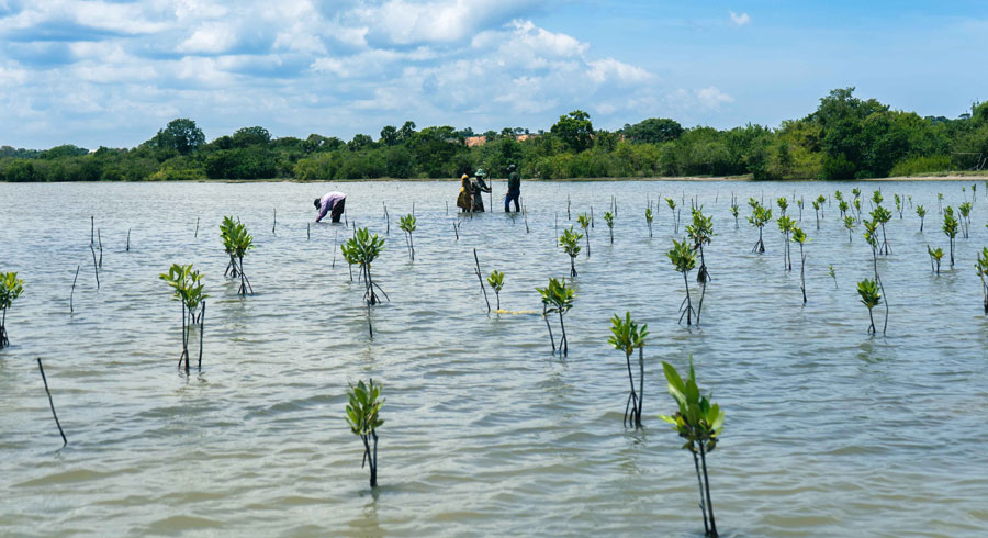 MAS Foundation for Change partners with Adore Me on Mangrove Restoration