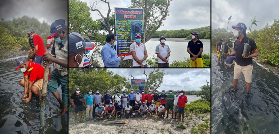 INSEE Further Cements Commitment to Environment with New Mangrove Restoration Project