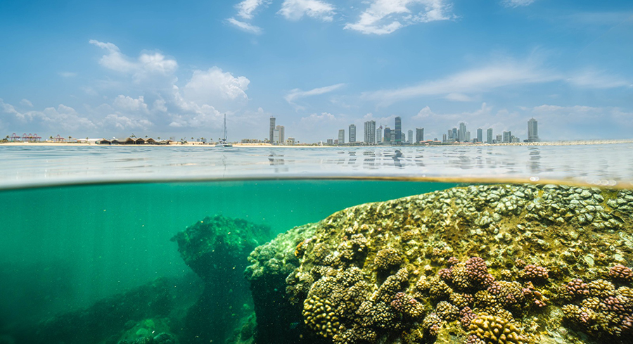 Port City Colombo Champions Coral Reef Conservation Amid Environmental Challenges