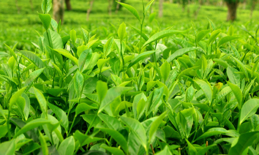 Seylan Bank continues to empower Tea Smallholders to cultivate success