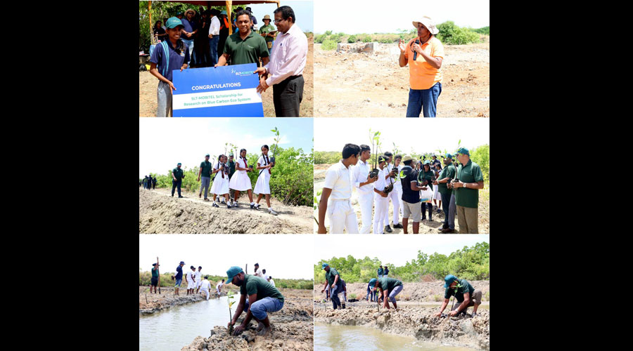 SLT MOBITEL reaffirms commitment to environment with landmark mangrove restoration project at Puttalam