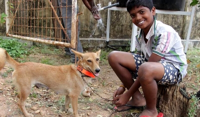 Embark completes successful 3rd phase of Jaffna Animal Protection Project