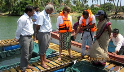 The European Union partners with Food and Agriculture Organization (FAO) to introduce Sea Bass Cage Culture in the Batticaloa Lagoon