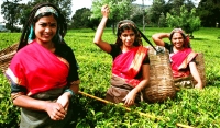 Planters’ Association says sustainability of tea industry in the hands of workers
