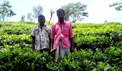 Plantations mull transition to ‘livelihood guarantee’ model