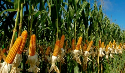 Poultry producers welcome maize import liberalization; increased production, revenues, exports anticipated