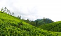 Bogawantalawa – World’s first tea company to achieve Carbon Neutral Certification